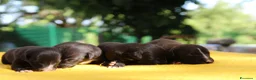 Whippet cani in vendita: Cuccioli di whippet  - Annuncio 5