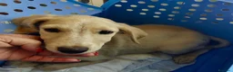 Meticcio cani in regalo: Ivory a Provincia di Savona - Annuncio 9