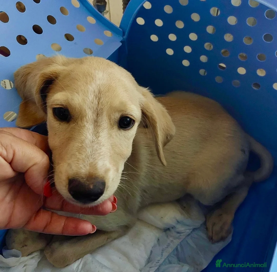 Meticcio cani in regalo: Ivory a Provincia di Savona - Annuncio 9