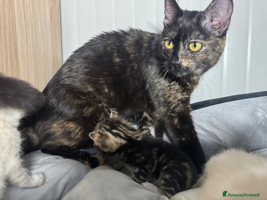 Meticcio gatti in vendita: Millefiori gattini (bengal esotici) - Annuncio 1