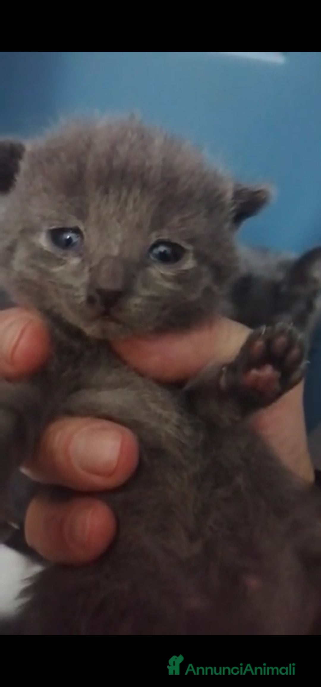 Immagine della galleria {{count}}