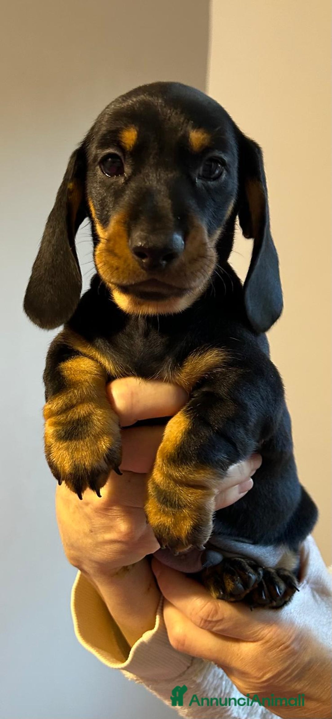 Bassotto cani in vendita: Bassotti Tedeschi Nani a Pelo Corto-Pedigree  - Annuncio 18