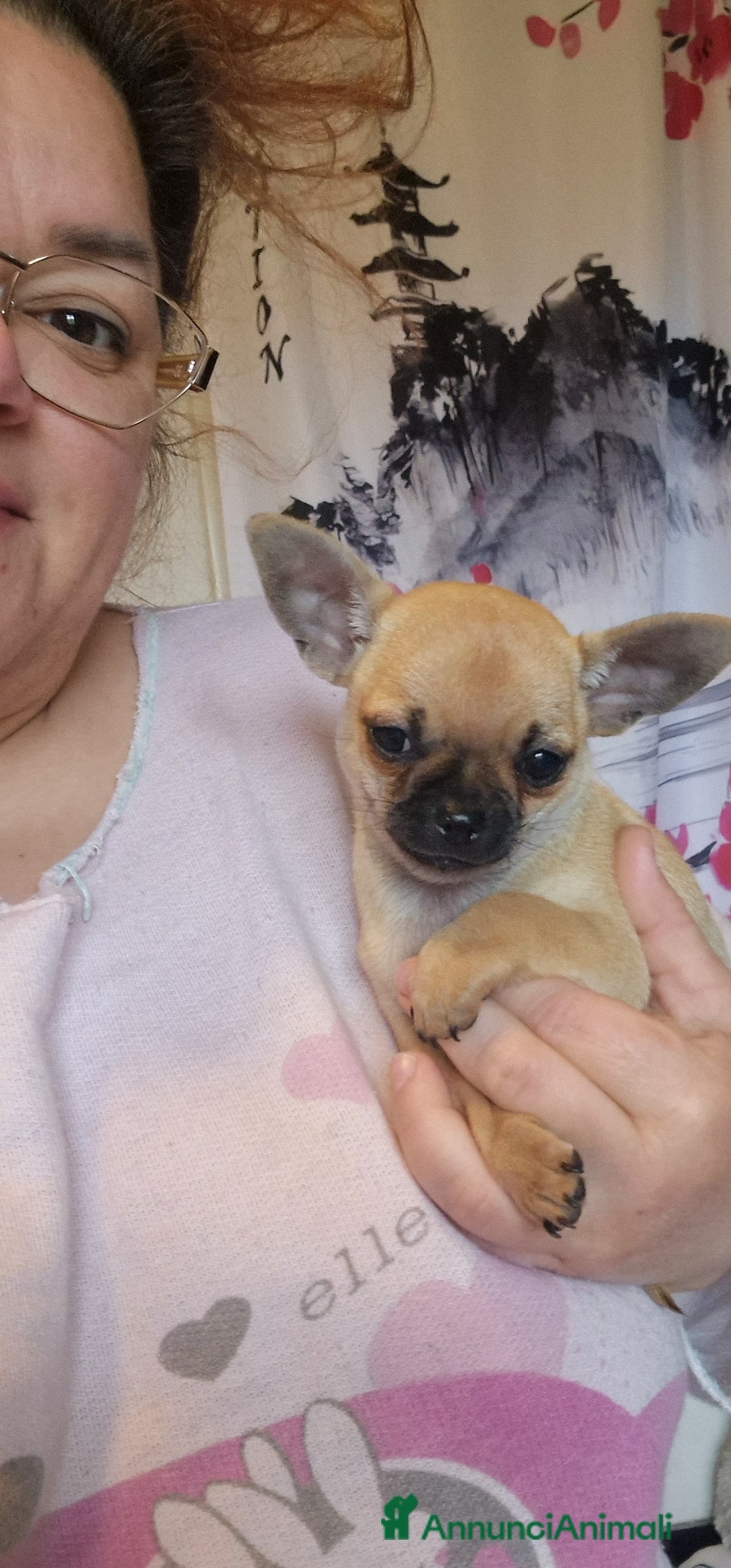 Chihuahua cani Chihuahua 2 maschi - Annuncio 1