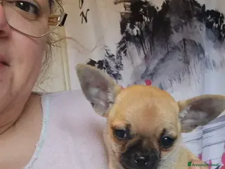 Chihuahua cani Chihuahua 2 maschi - Annuncio 1