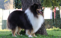 Collie cani in vendita: Collie pastore scozzese  a Provincia di Viterbo - Immagine 15