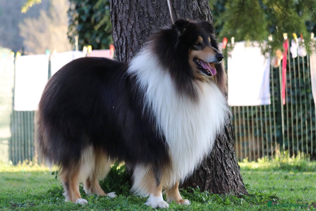 Collie cani in vendita: Collie pastore scozzese  a Provincia di Viterbo - Immagine 15