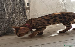 Bengala gatti in vendita: Gatto bengala  a Città metropolitana di Roma Capitale - Immagine 12