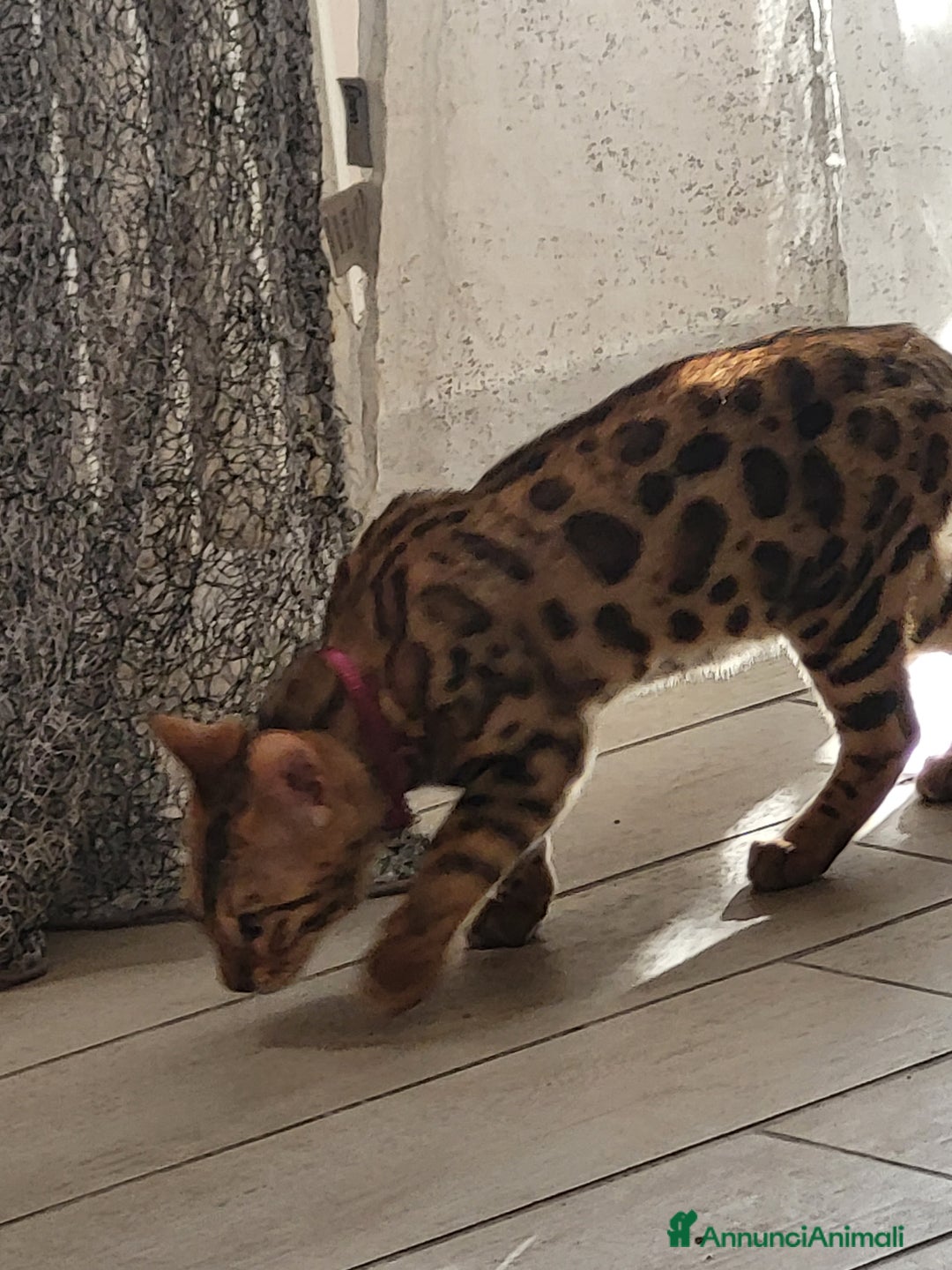 Bengala gatti in vendita: Gatto bengala  a Città metropolitana di Roma Capitale - Immagine 12