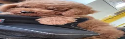 Barboncino cani in vendita: Barboncino Nano cucciolo - Annuncio 6