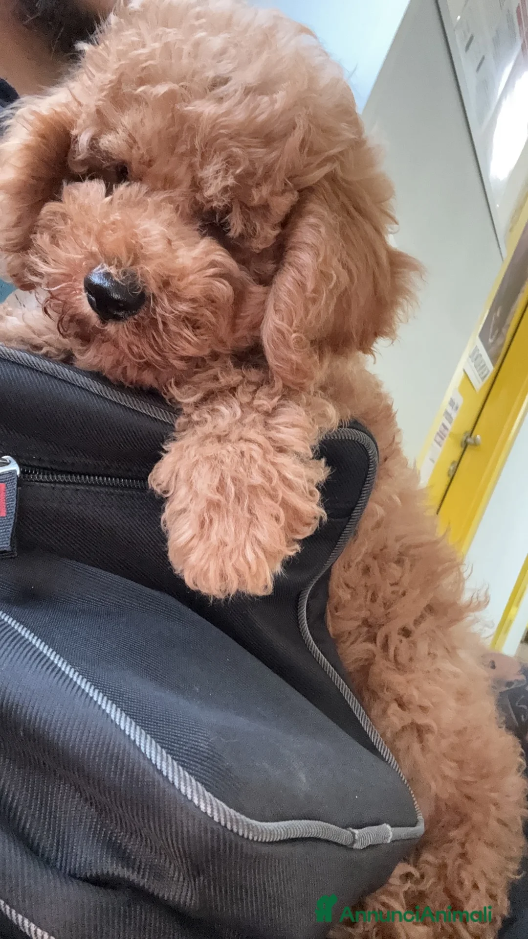 Barboncino cani in vendita: Barboncino Nano cucciolo - Annuncio 6