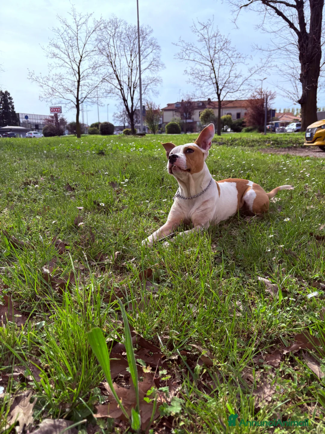 American Staffordshire cani in regalo: Amstaff in regalo - Annuncio 4