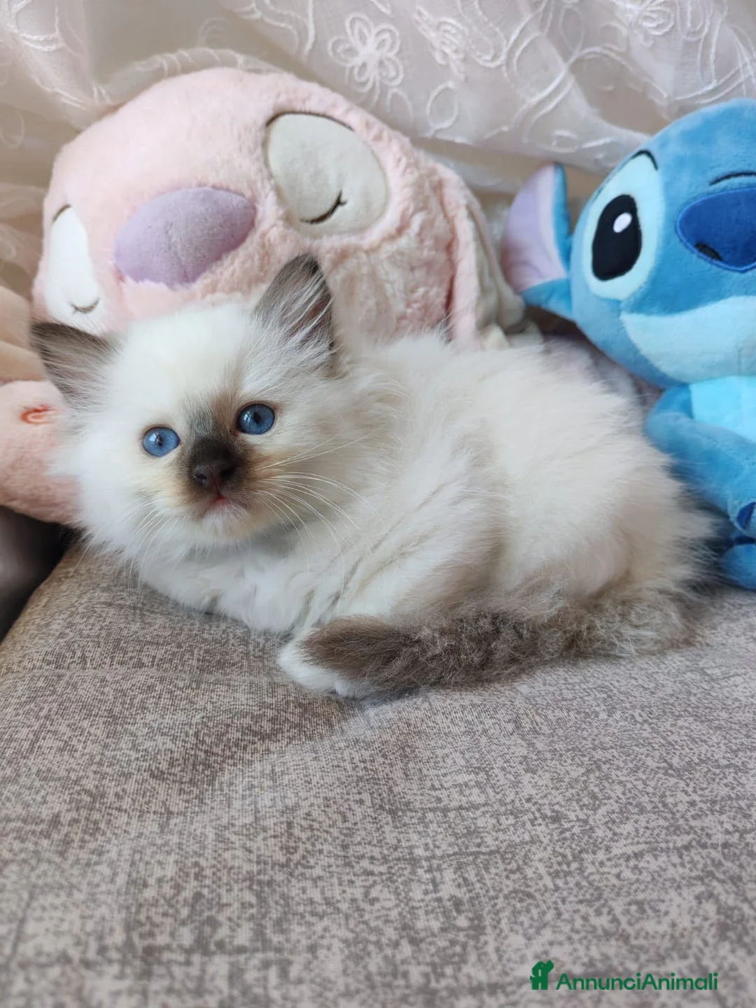 Ragdoll gatti in vendita: Cuccioli Ragdoll disponibili a Città metropolitana di Messina - Annuncio 2