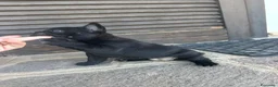 Bulldog Francese cani in vendita: bulldog francese nero tigrato  - Annuncio 5