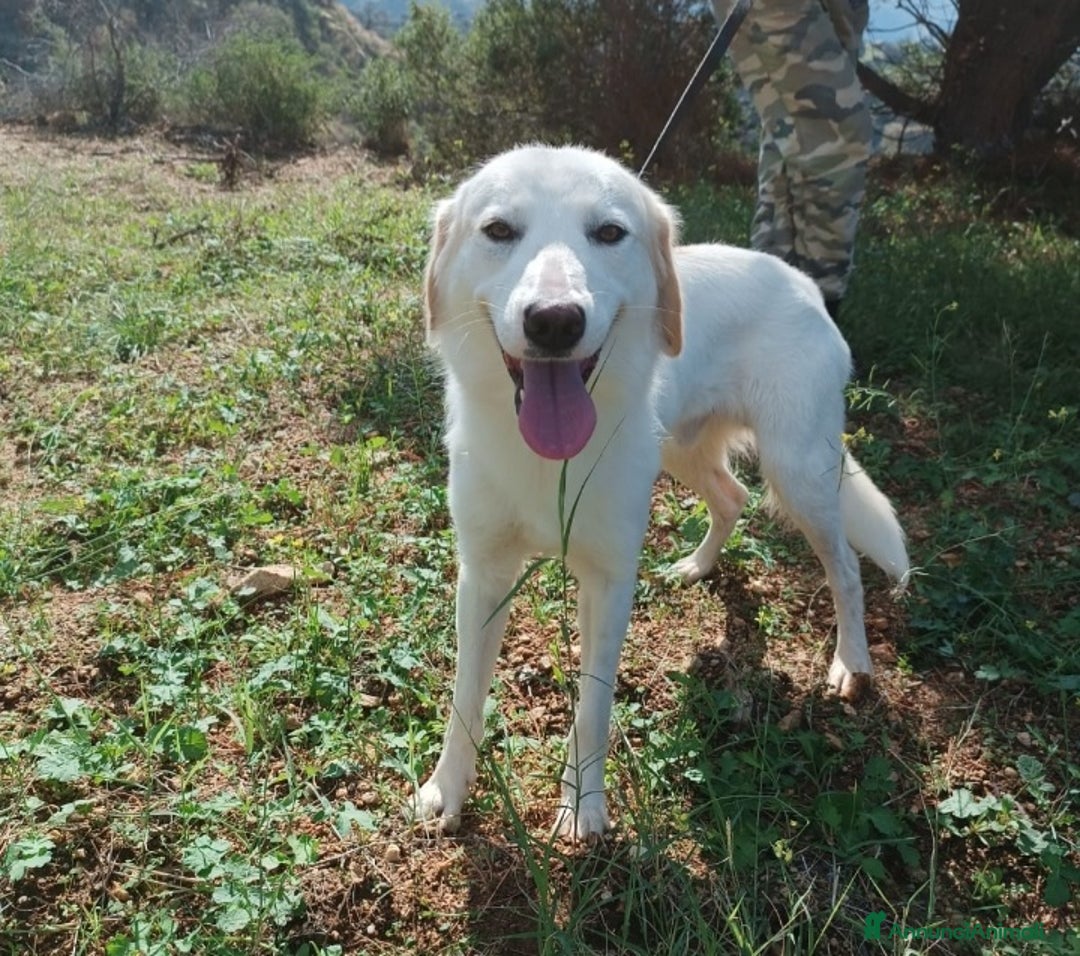 Mastino dei Pirenei cani in regalo: Fratello e sorella 4anni tg media SOS CASACALABRIA a Città metropolitana di Milano - Annuncio 3