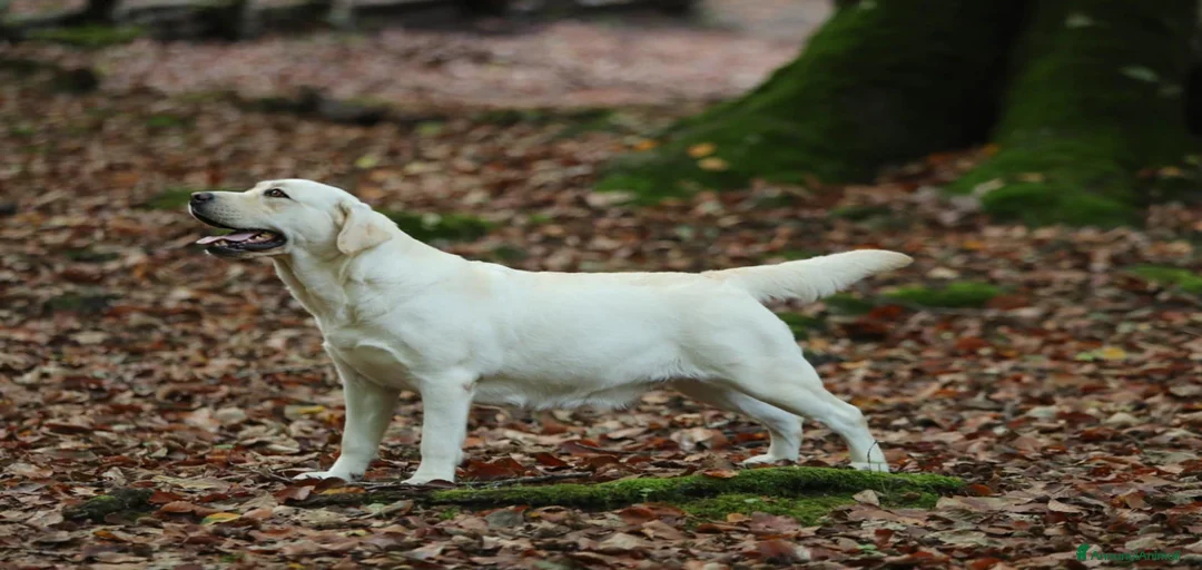 Immagine della galleria {{count}}