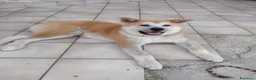 Akita Inu cani in vendita: Akita cuccioli  - Annuncio 5
