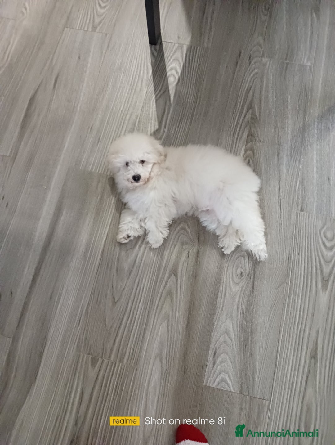 Meticcio cani in vendita: Maltipoo barboncino maschio  - Annuncio 3