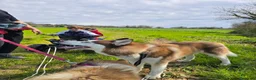 Husky cani per accoppiamento: Trek cerca amore a Provincia di Perugia - Annuncio 5