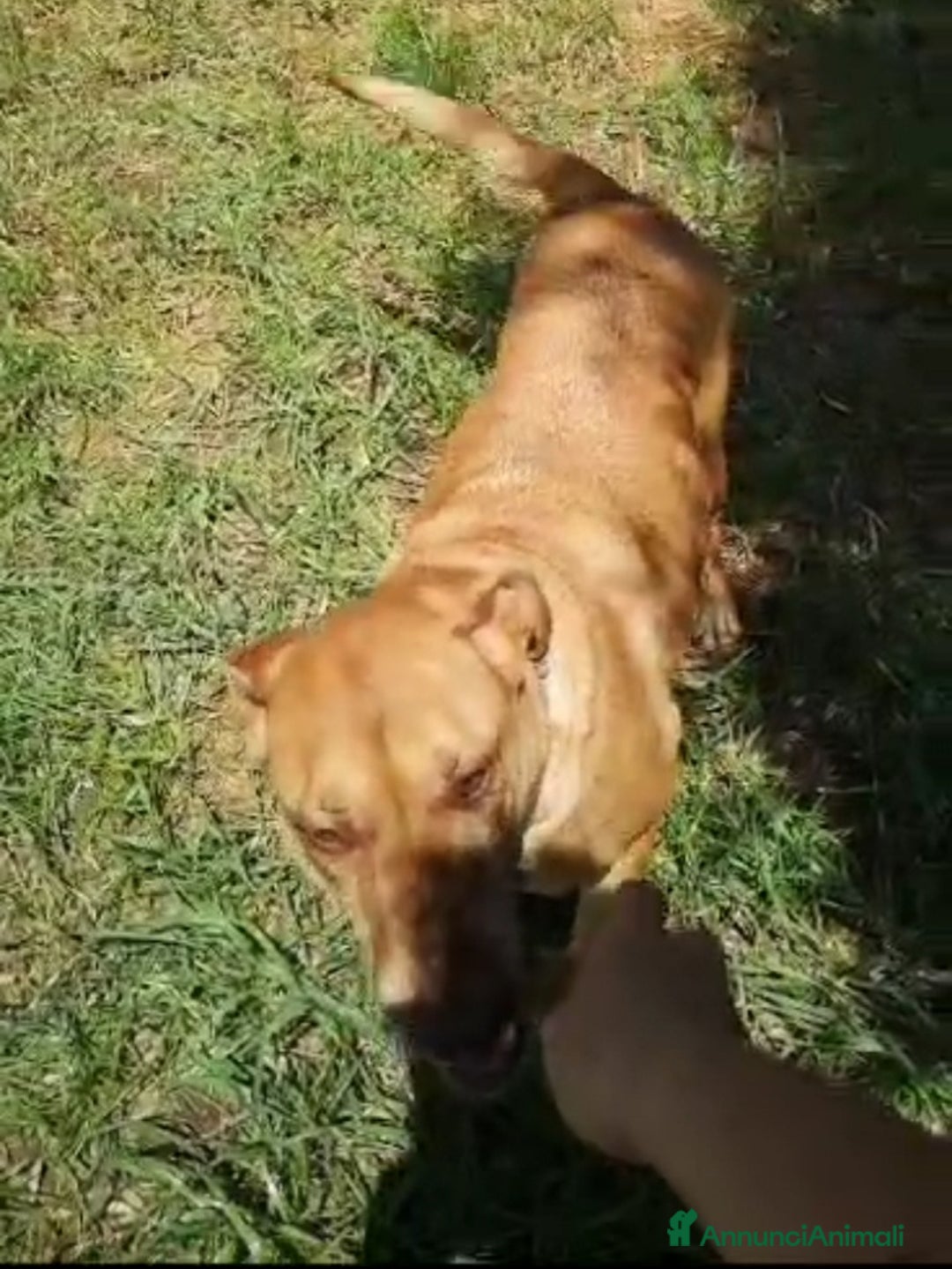 Meticcio cani in regalo: Mix Pastore Malinois/Pitbull R.Nose 5/6 anni.ROMA a Città Metropolitana di Milano - Annuncio 4