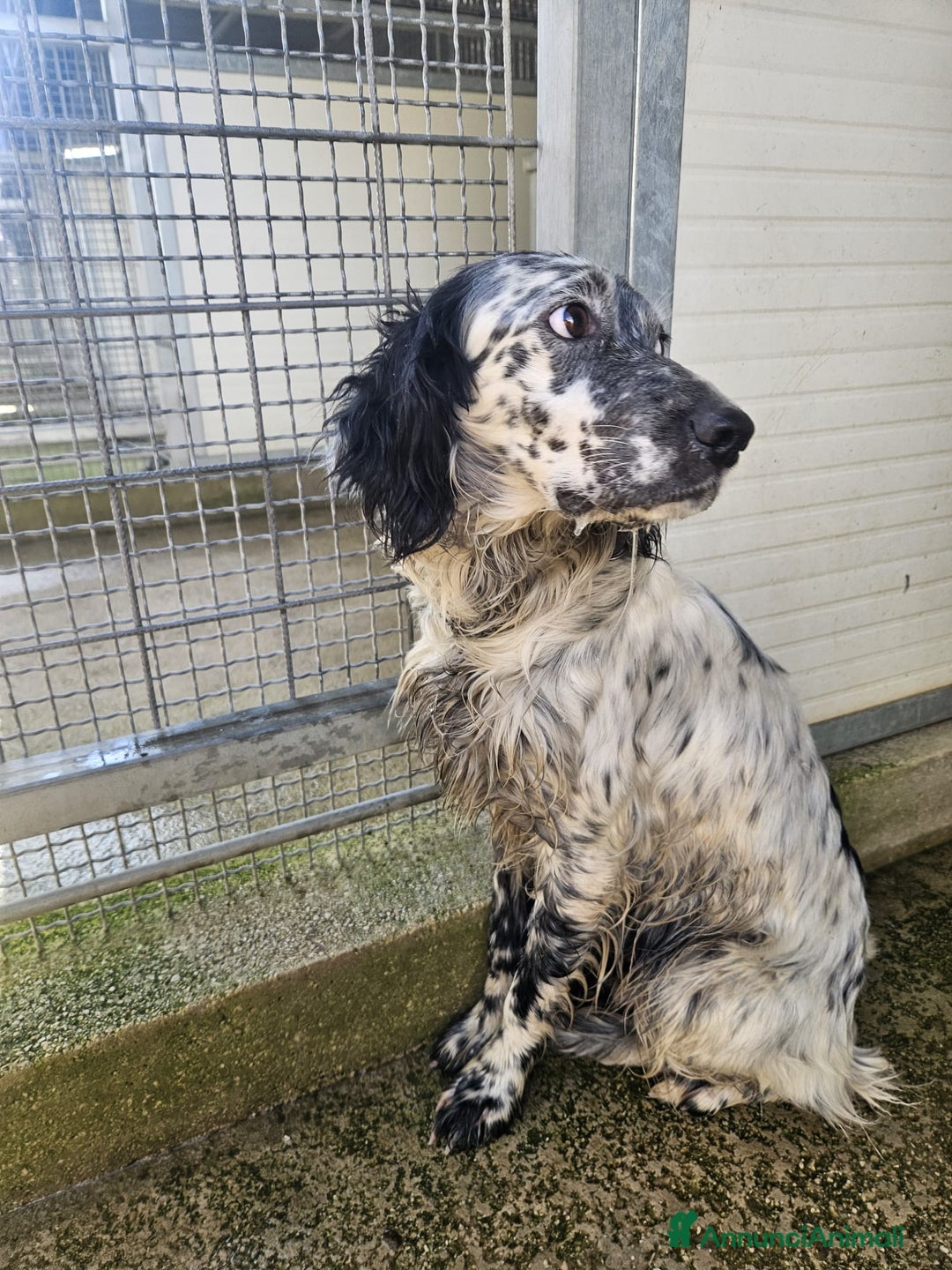 Setter Inglese cani in regalo: Coccinella: giovane dolcissima setterina  - Annuncio 4