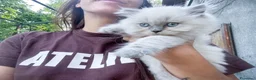 British gatti in vendita: Cuccioli British Longhair - Annuncio 6