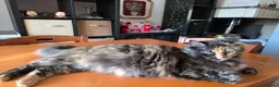 Maine Coon gatti in vendita: Gattini - Annuncio 6