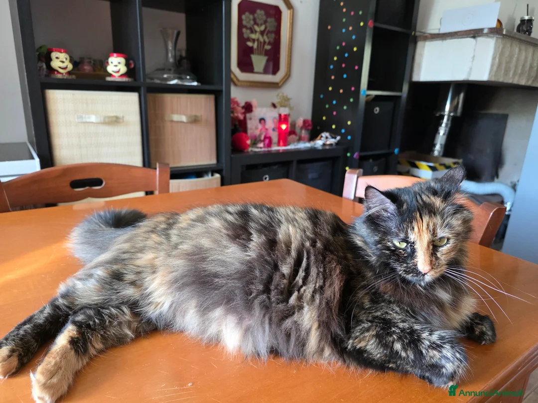 Maine Coon gatti in vendita: Gattini - Annuncio 6