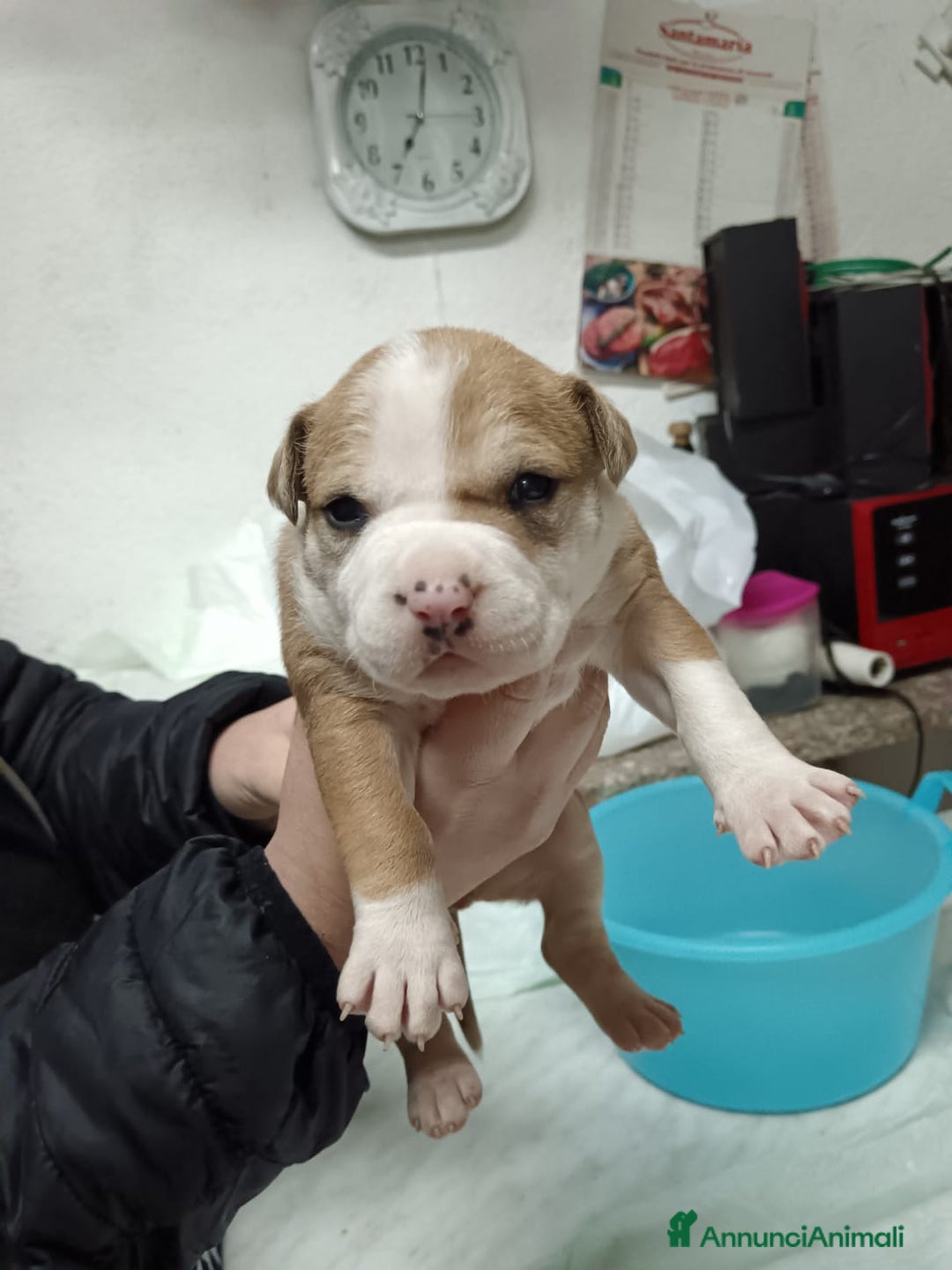 American Staffordshire cani in vendita: America Staffordshire terrier - Annuncio 9