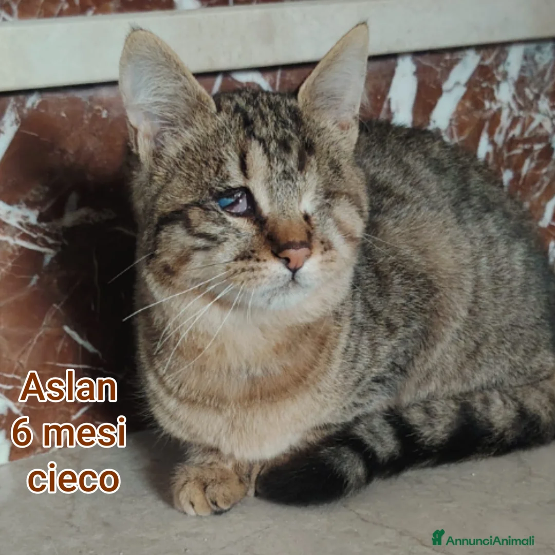 Europeo gatti in regalo: GATTINI ABBANDONATI: EMERGENZA  - Annuncio 8