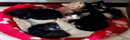 Meticcio gatti in regalo: 4 gattine in adozione  a Città metropolitana di Catania - Annuncio 5