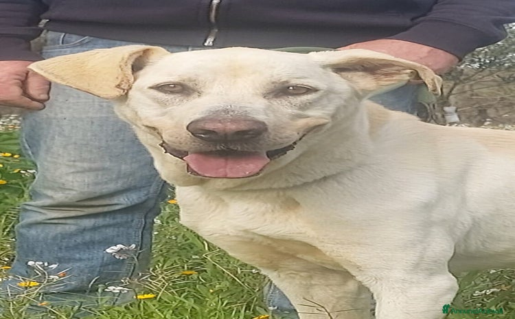 Meticcio cani a Provincia di Bergamo - Annuncio 19