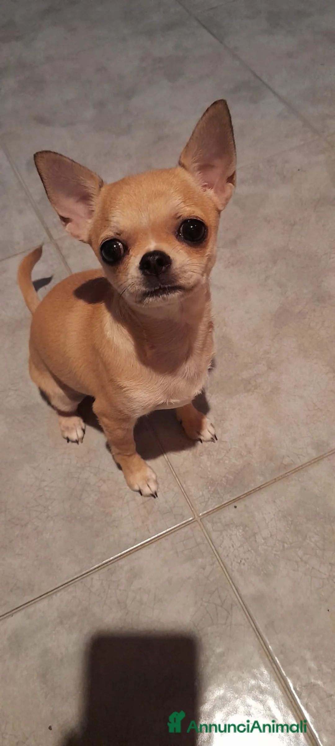 Immagine della galleria {{count}}