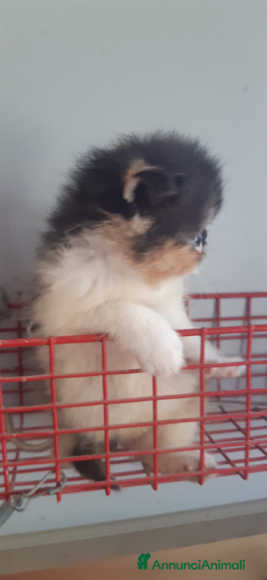 Exotic Shorthair gatti in vendita: Cucciola esotica molto bella a Provincia di Pisa - Immagine 3