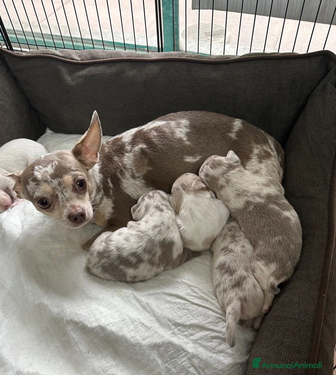 Chihuahua cani in vendita: Cuccioli chihuahua con il manto Arlecchino  a Provincia di Pavia - Annuncio 1
