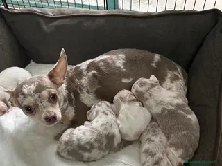 Chihuahua cani Cuccioli chihuahua con il manto Arlecchino - Annuncio 3
