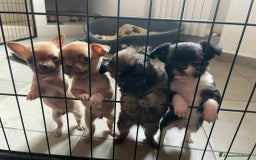 Chihuahua cani in vendita: Cuccioli di chihuahua con pedigree  a Città Metropolitana di Bologna - Immagine 1