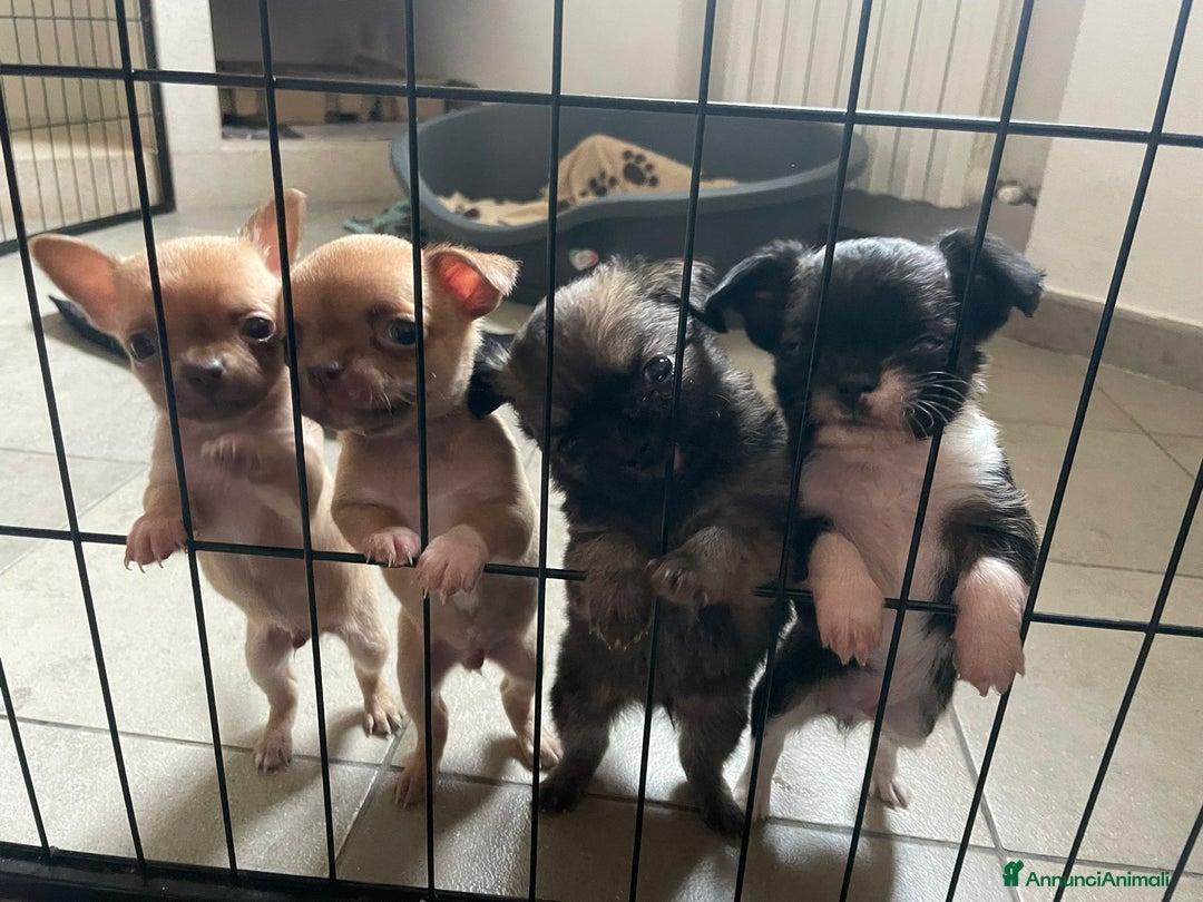 Chihuahua cani in vendita: Cuccioli di chihuahua con pedigree  a Città Metropolitana di Bologna - Immagine 1