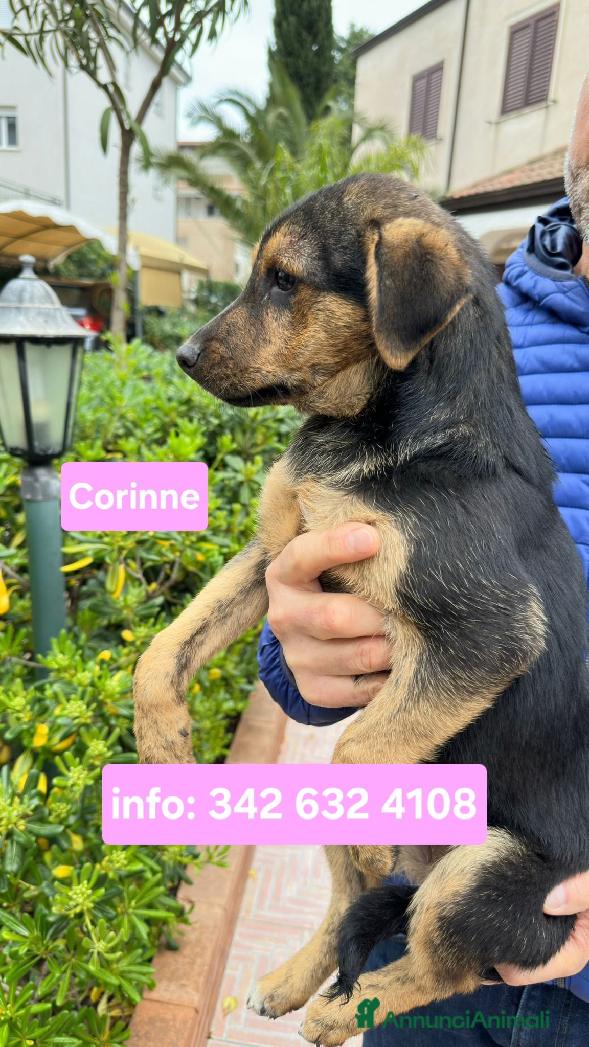 Meticcio cani CORINNE 🩷 - cucciola, la più dolce del rifugio 😍 - Annuncio 29