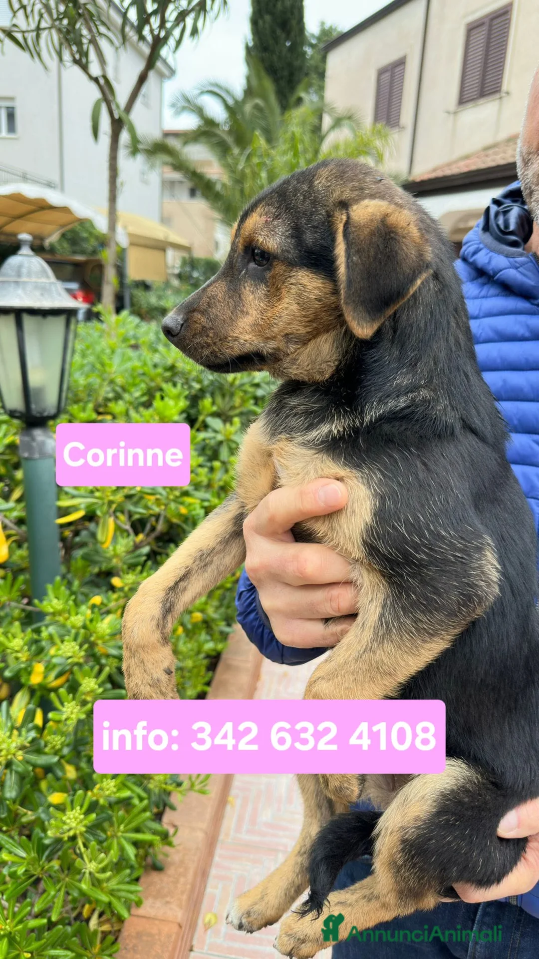 Meticcio cani in regalo: CORINNE 🩷 - cucciola, la più dolce del rifugio 😍 - Annuncio 1