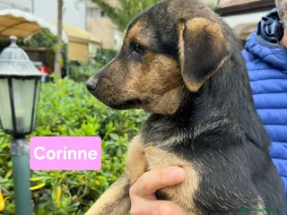 Meticcio cani CORINNE 🩷 - cucciola, la più dolce del rifugio 😍 - Annuncio 29
