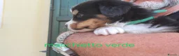 Bovaro del Bernese cani in vendita: Cuccioli bovari del bernese  - Annuncio 24