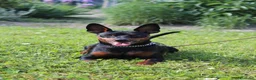 Pinscher Miniatura cani in vendita: Pinscher nano  - Annuncio 15