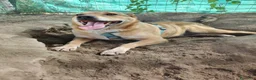 Meticcio cani in regalo: BRUNO 5anni ne ha passate tante ..SOS NAPOLI a Città metropolitana di Milano - Annuncio 4