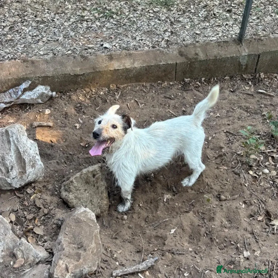 Jack Russell cani in regalo: CIACK jack russell a pelo duro cerca casa  - Annuncio 2