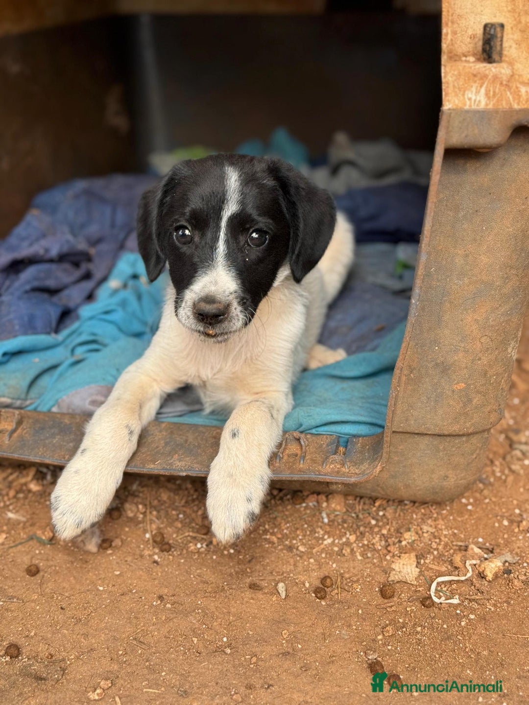 Altre razze cani in regalo: berthold e rusty - Annuncio 2