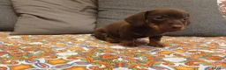Bassotto cani in vendita: Bassotto cioccolato maschio.  - Annuncio 4