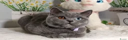 Scottish gatti in vendita: Scottish Straight occhi impari  - Annuncio 1