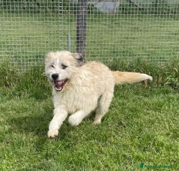Spinone cani Grullo, cane spinoncino bianco Maschio a Provincia di Latina - Annuncio 2