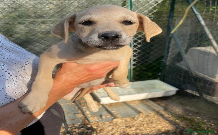 Meticcio cani a Provincia di Modena - Annuncio 19