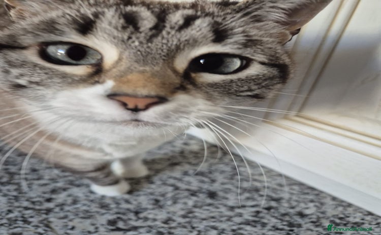 Europeo gatti - Annuncio 7